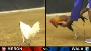 Hướng Dẫn Chi Tiết Cách Chơi Đá Gà Sabong Tại F8Bet